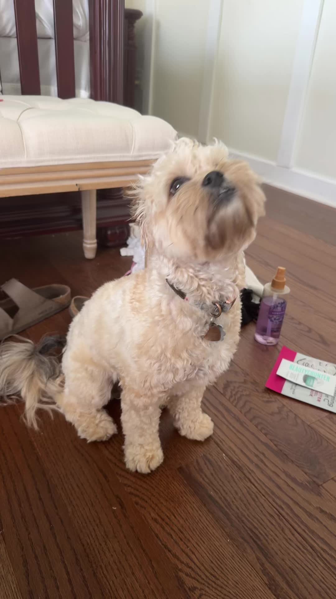 @ellaspam🐩💞🪞🧁💫