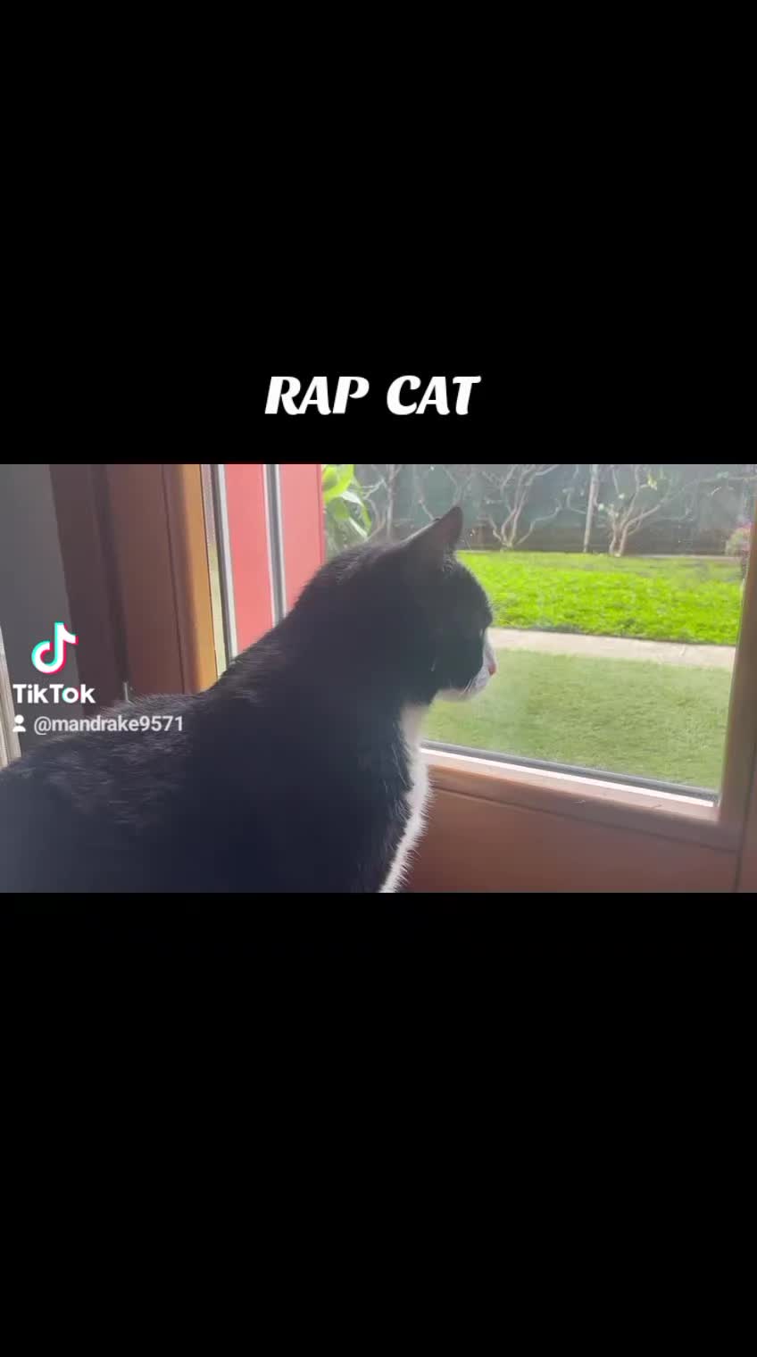 @RAP CAT