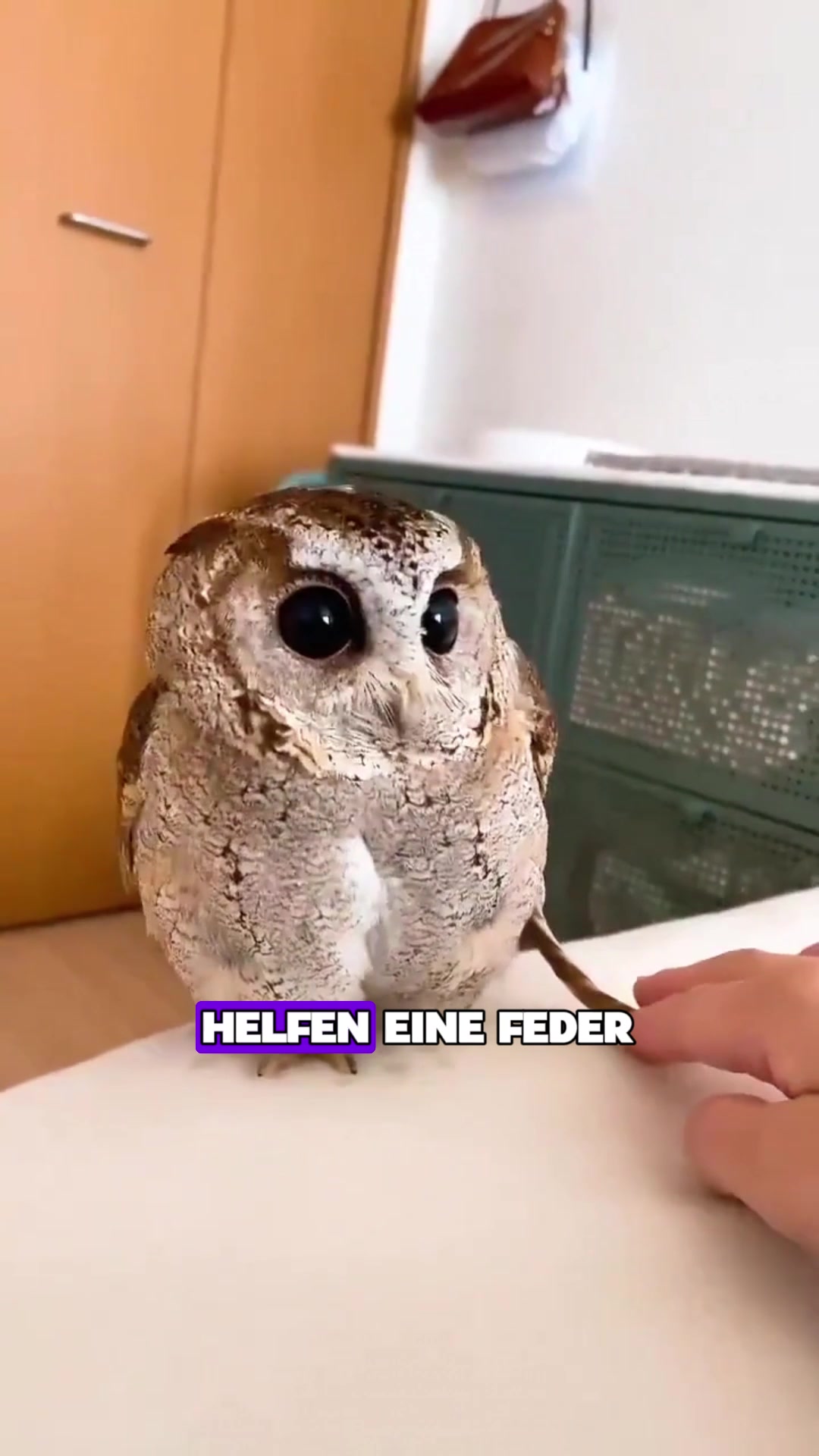 @Tierheim
