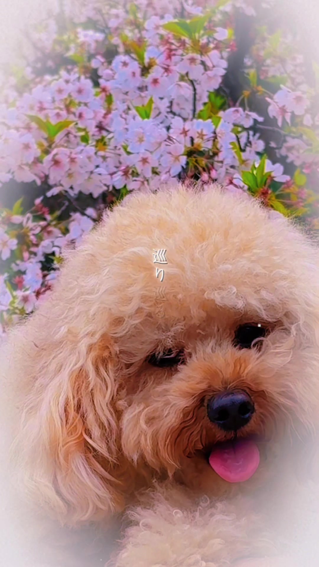 @ブチムギ🐶チャンネル