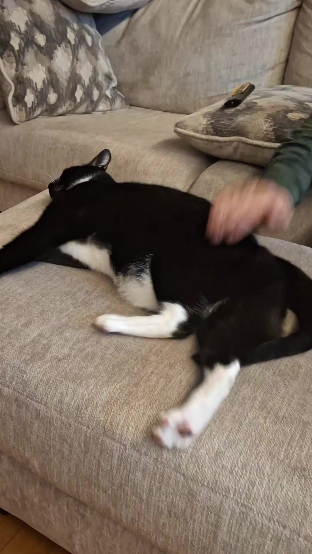 @Random Cat Stuff