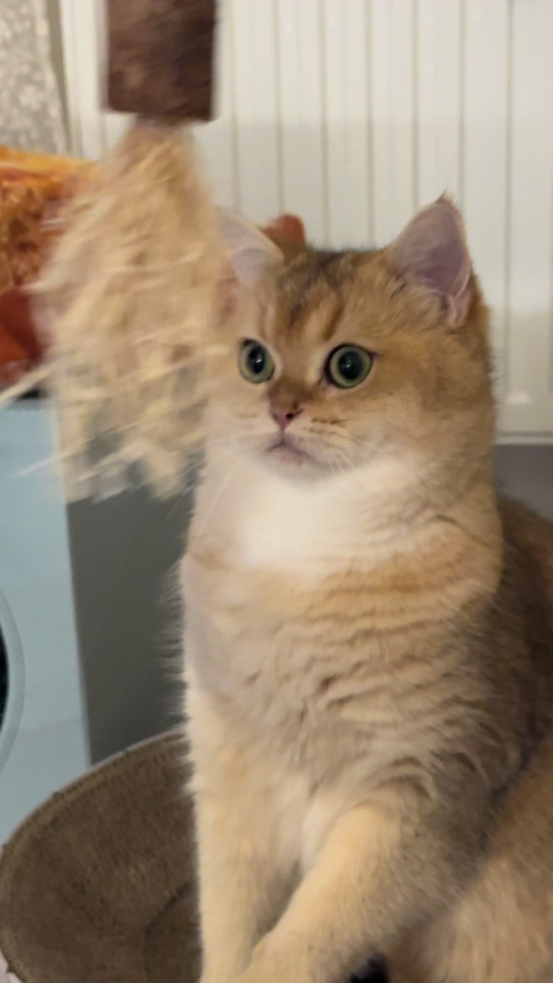 @MylittleChipsss