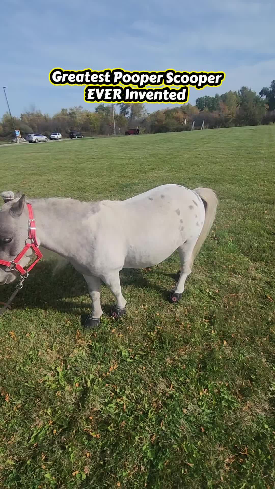 @minihorsemomandtrainer🐴🐴🐴🐴