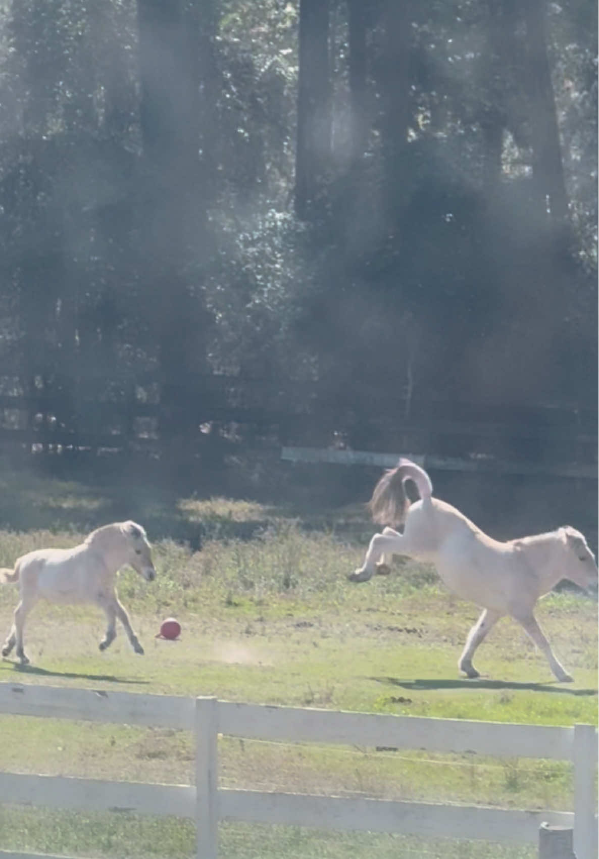@madponies