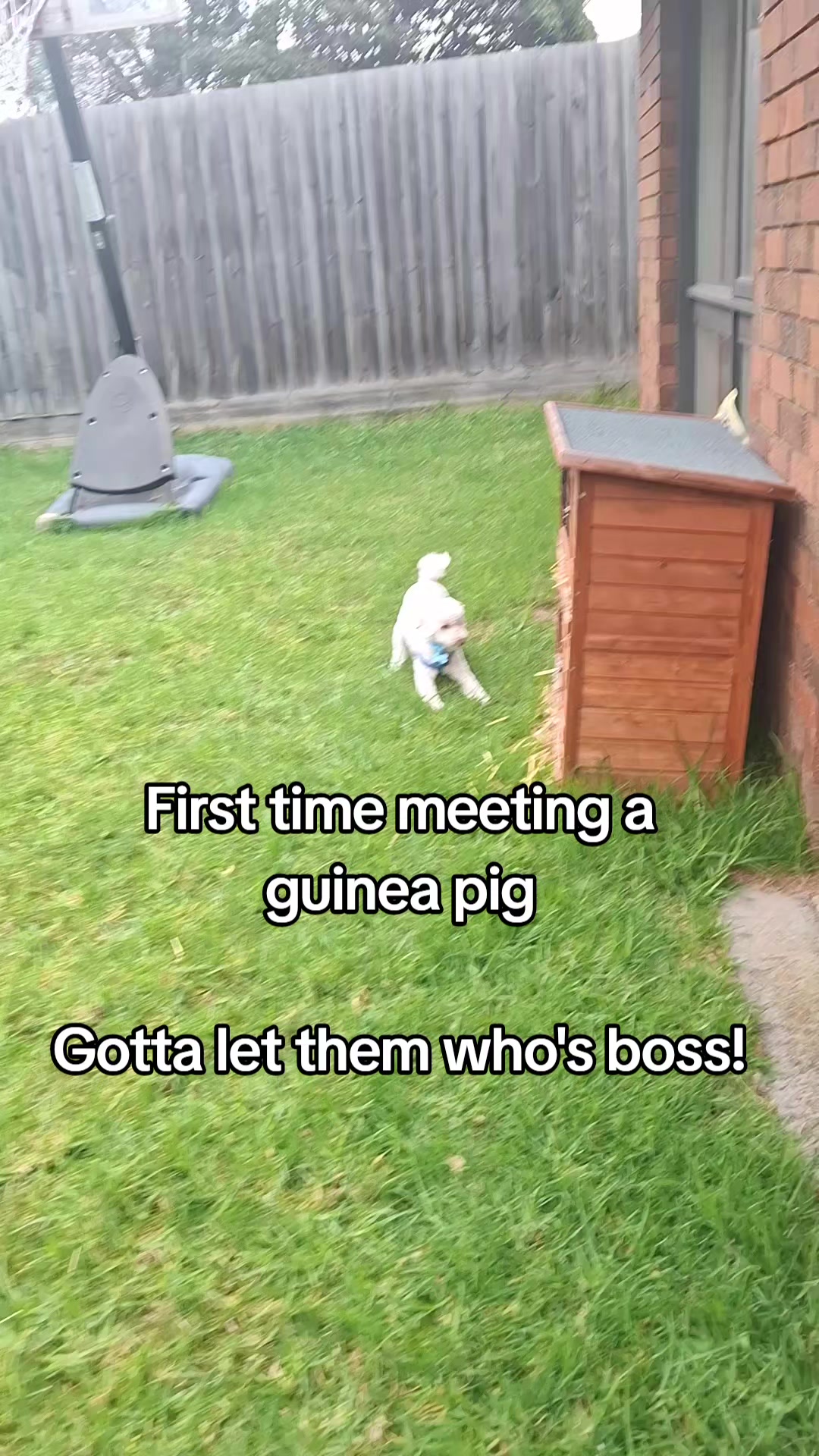 @dogs_and_stuff_8
