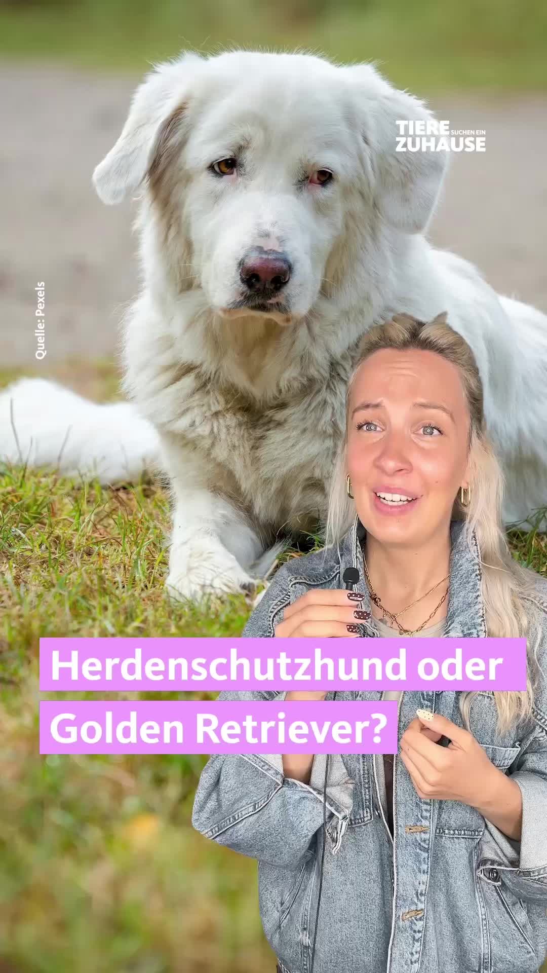 @Tiere suchen ein Zuhause