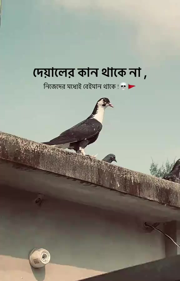 @md Sofik1234