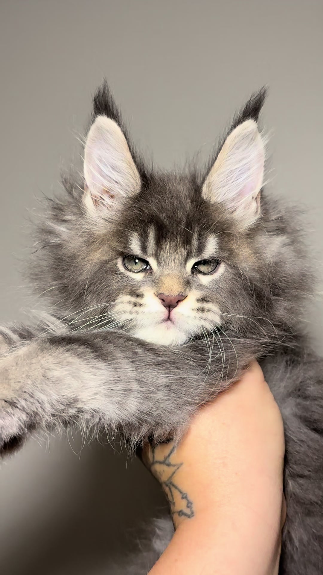@MidwestGiantsMaineCoonCattery