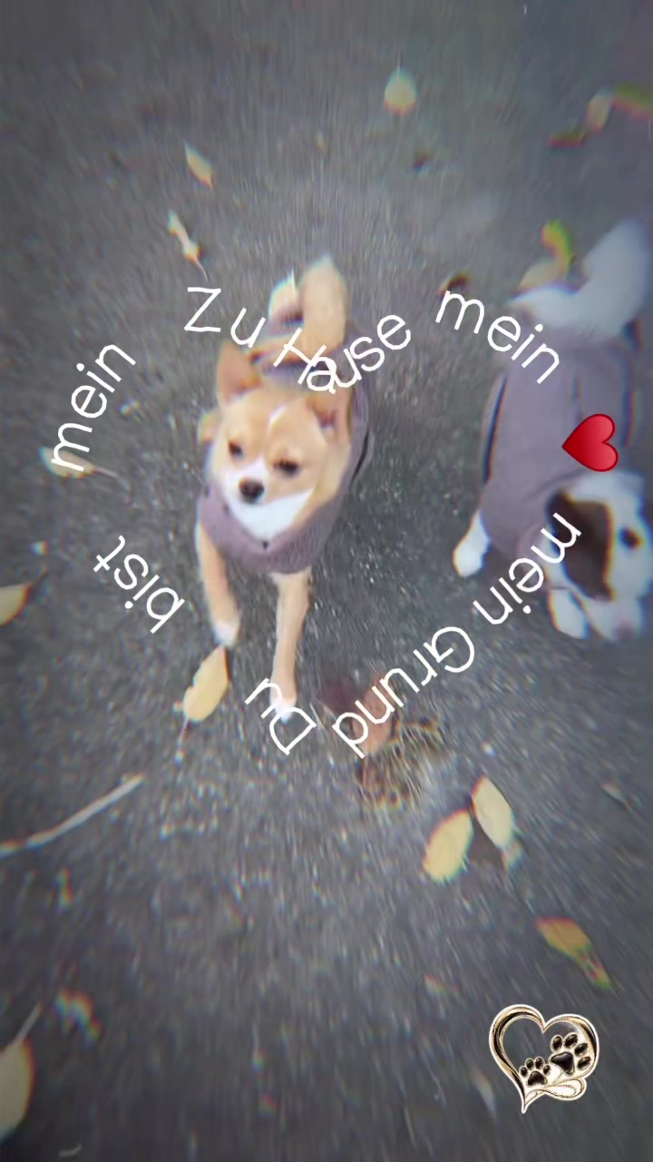@αуαηα&нσρє 🐕🐕&🐈🐈⬛🐈🐹