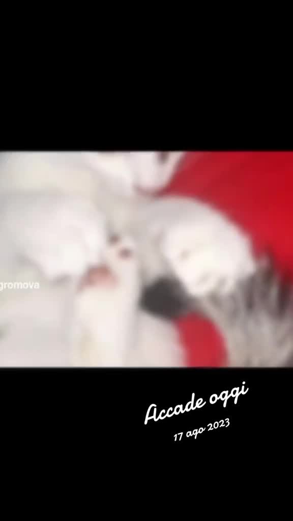 @Oxana Gromovaoxi