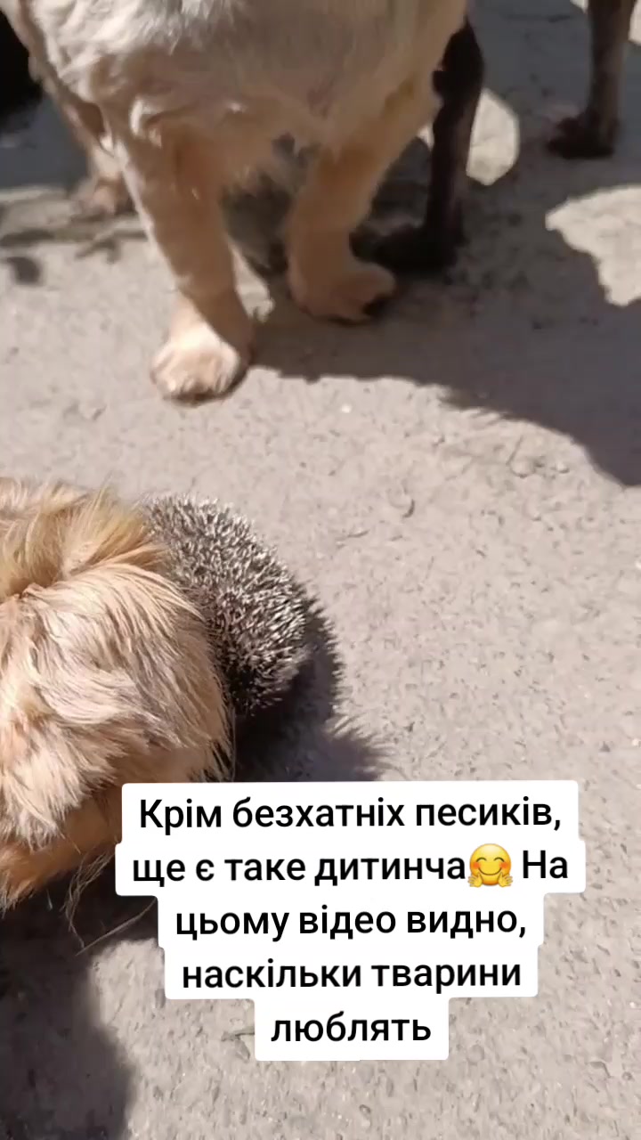 @tvarinkidobra