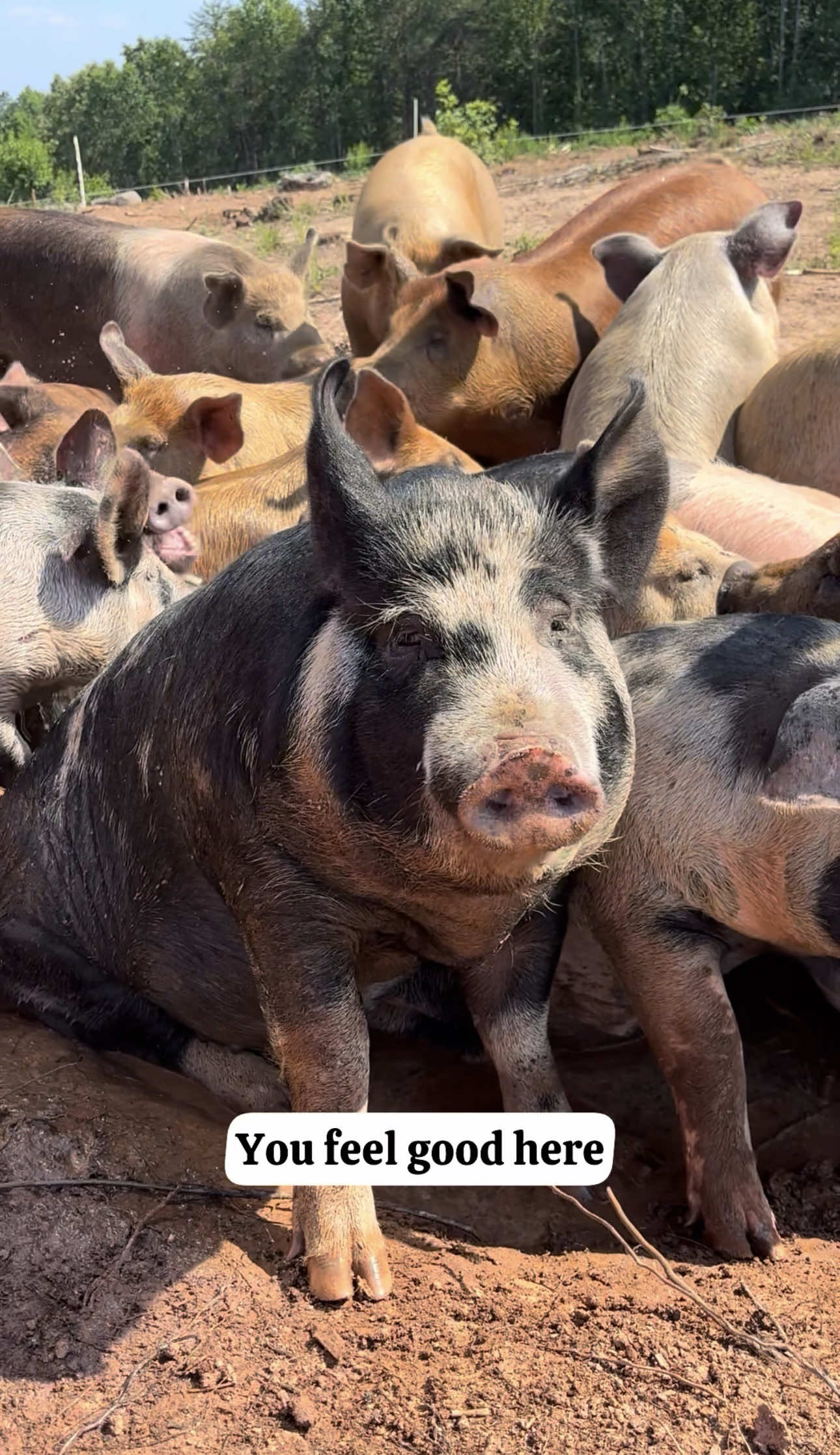 @Triple Oaks Farm