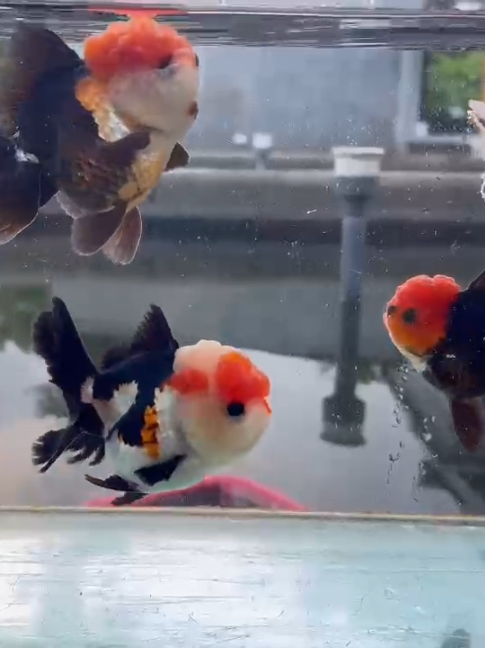 @Teras Aji Goldfish