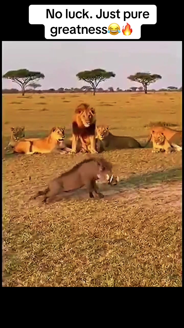 @Roi De la Jungle