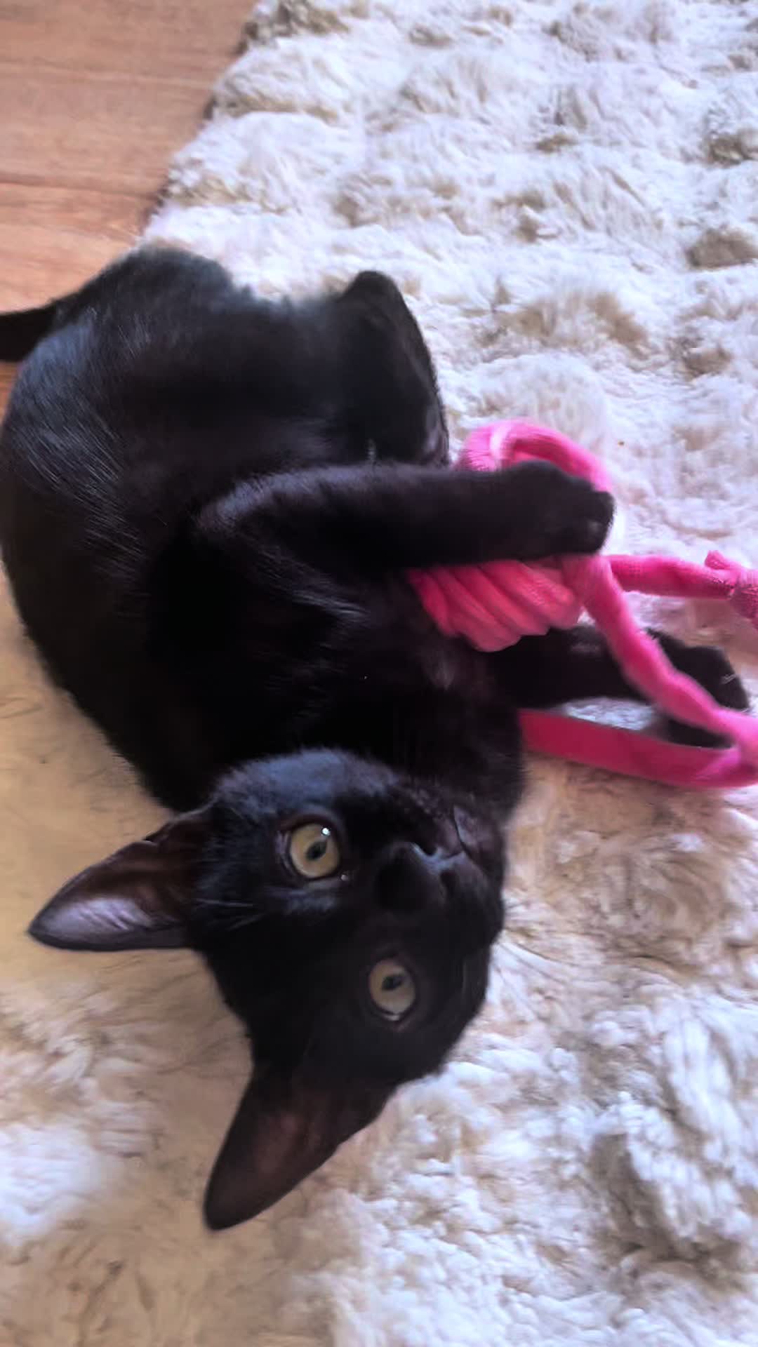 @sweet4bambi♥️Bengalkitten