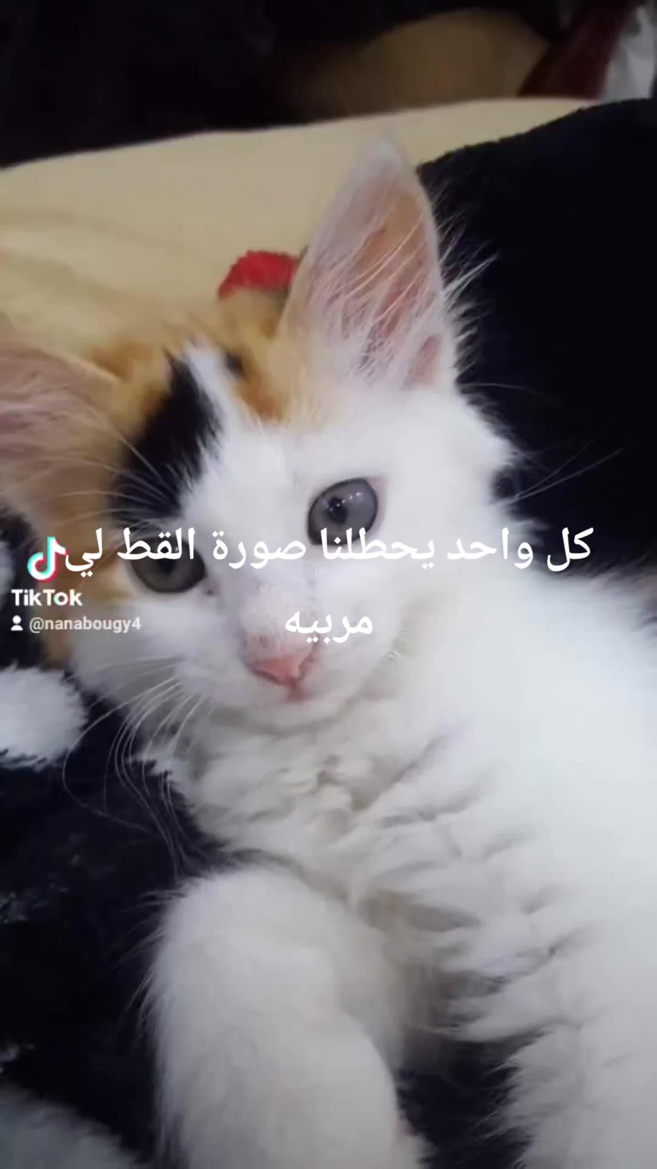 @Prince 🤴 nicotine 🐱nana