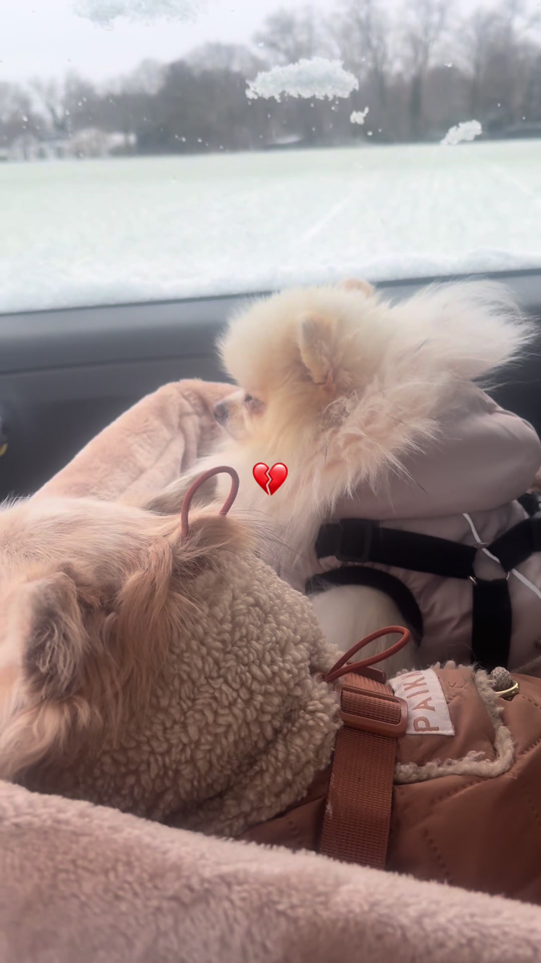 @dieKuschelpuschels🥐 🌸