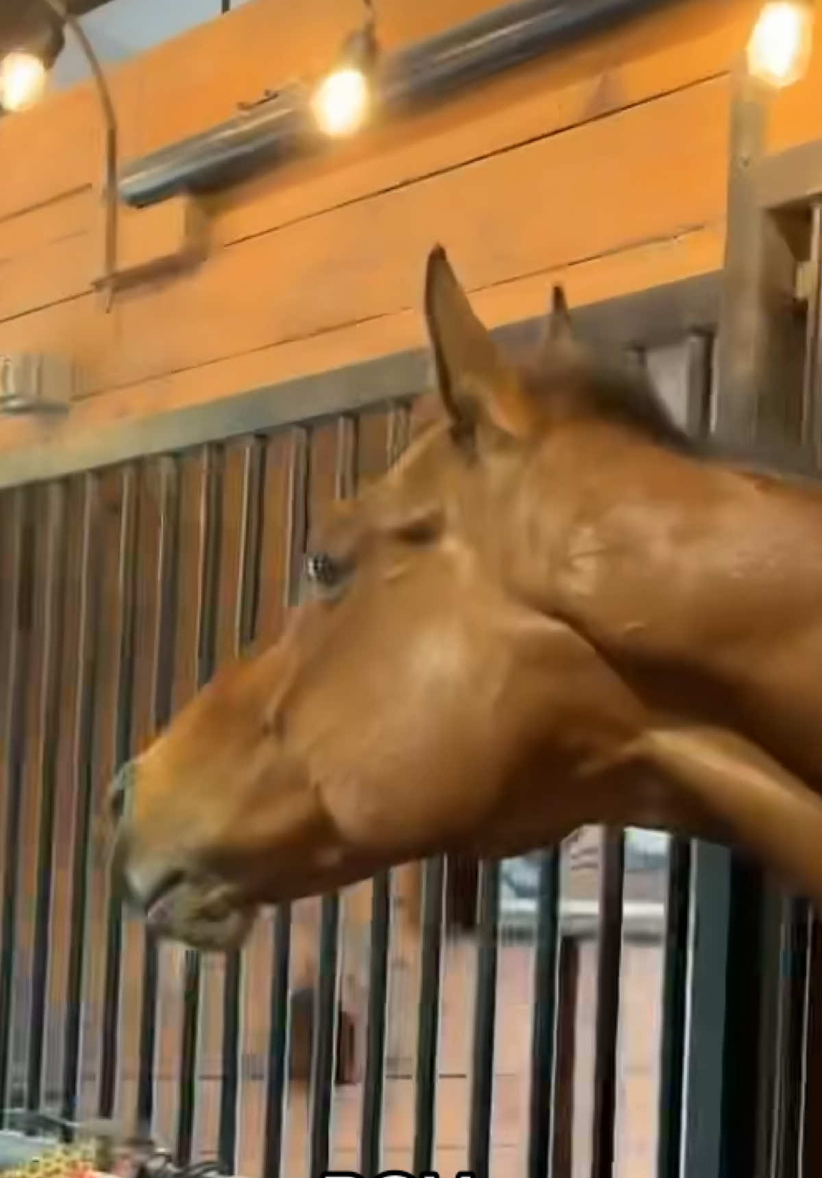 @Lacy & Shooter the OTTB