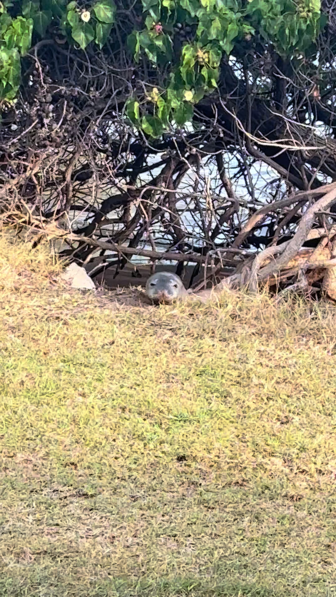 @Hawai’i loa kūlike kākou