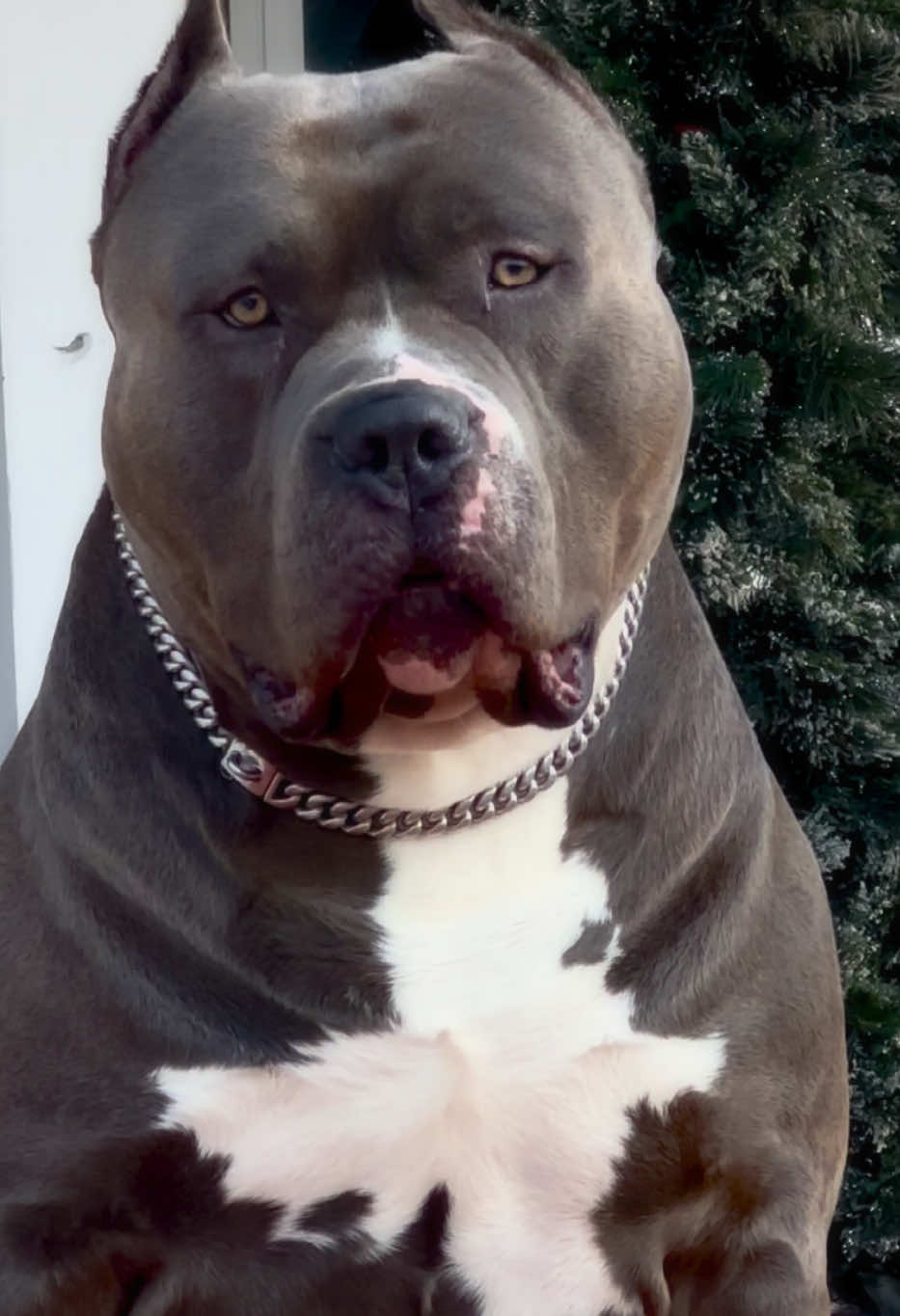 @🐾 Boundless Bullies 🐾
