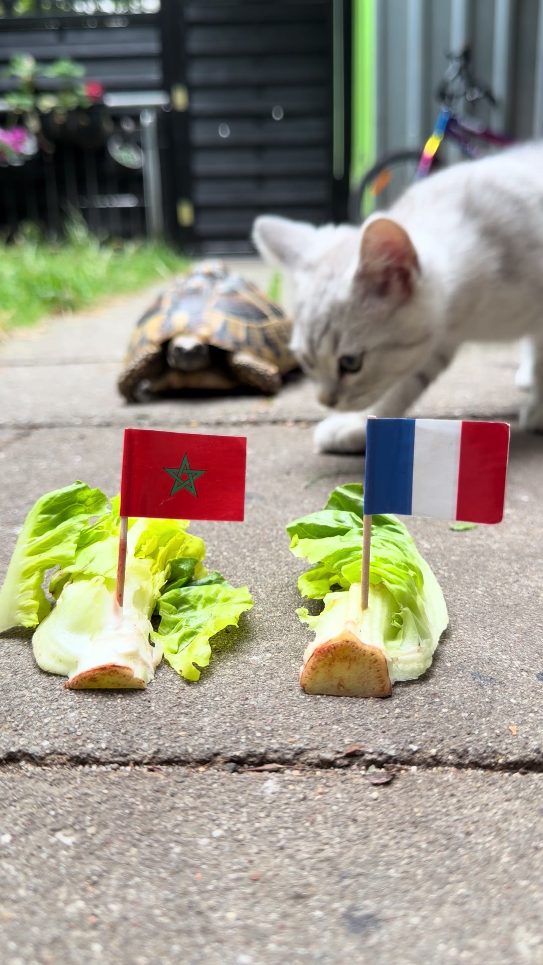 @Kiwi&Avocado