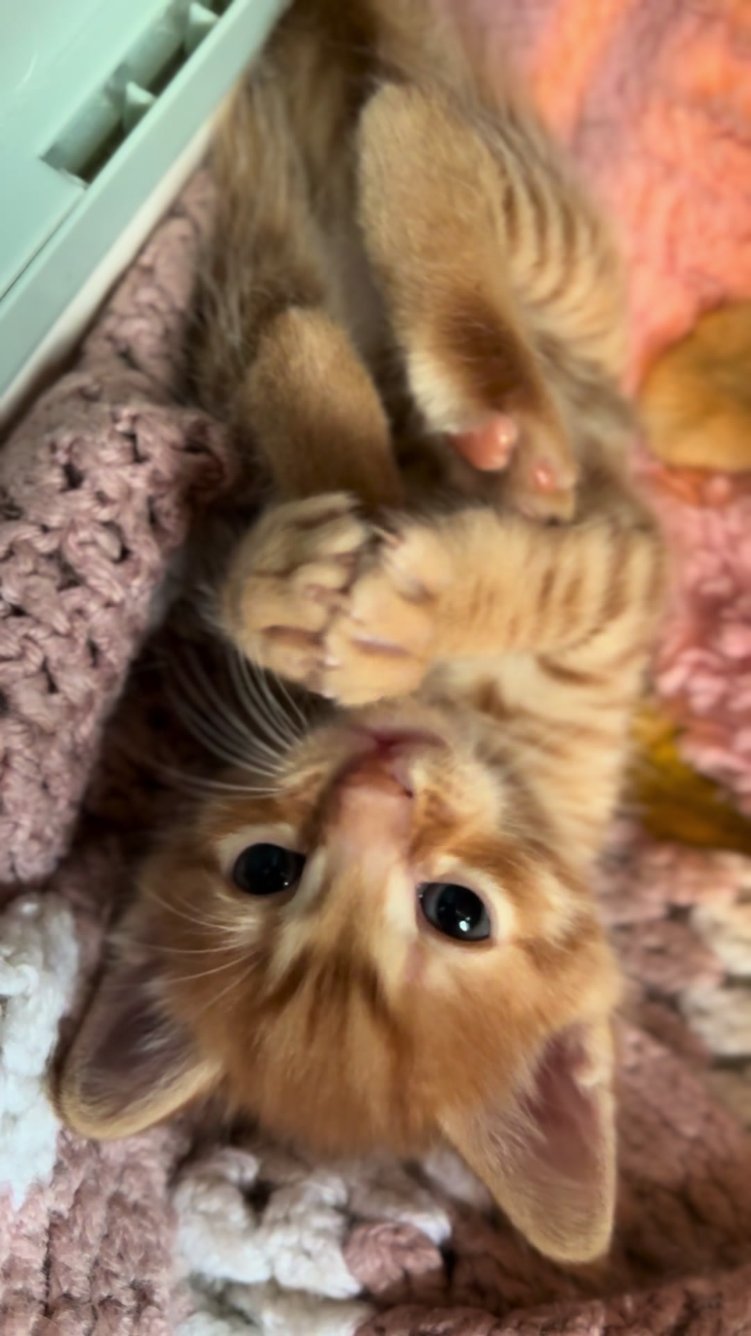 @Gatos todos os dias