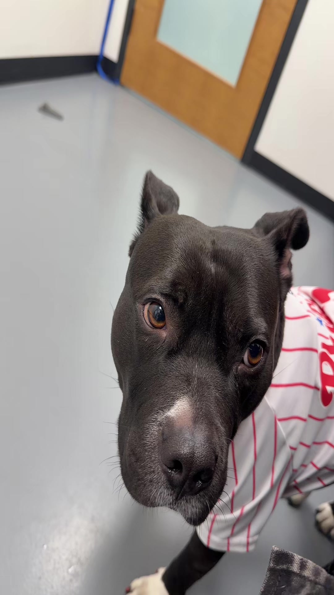 @Nyla.da.Staffy
