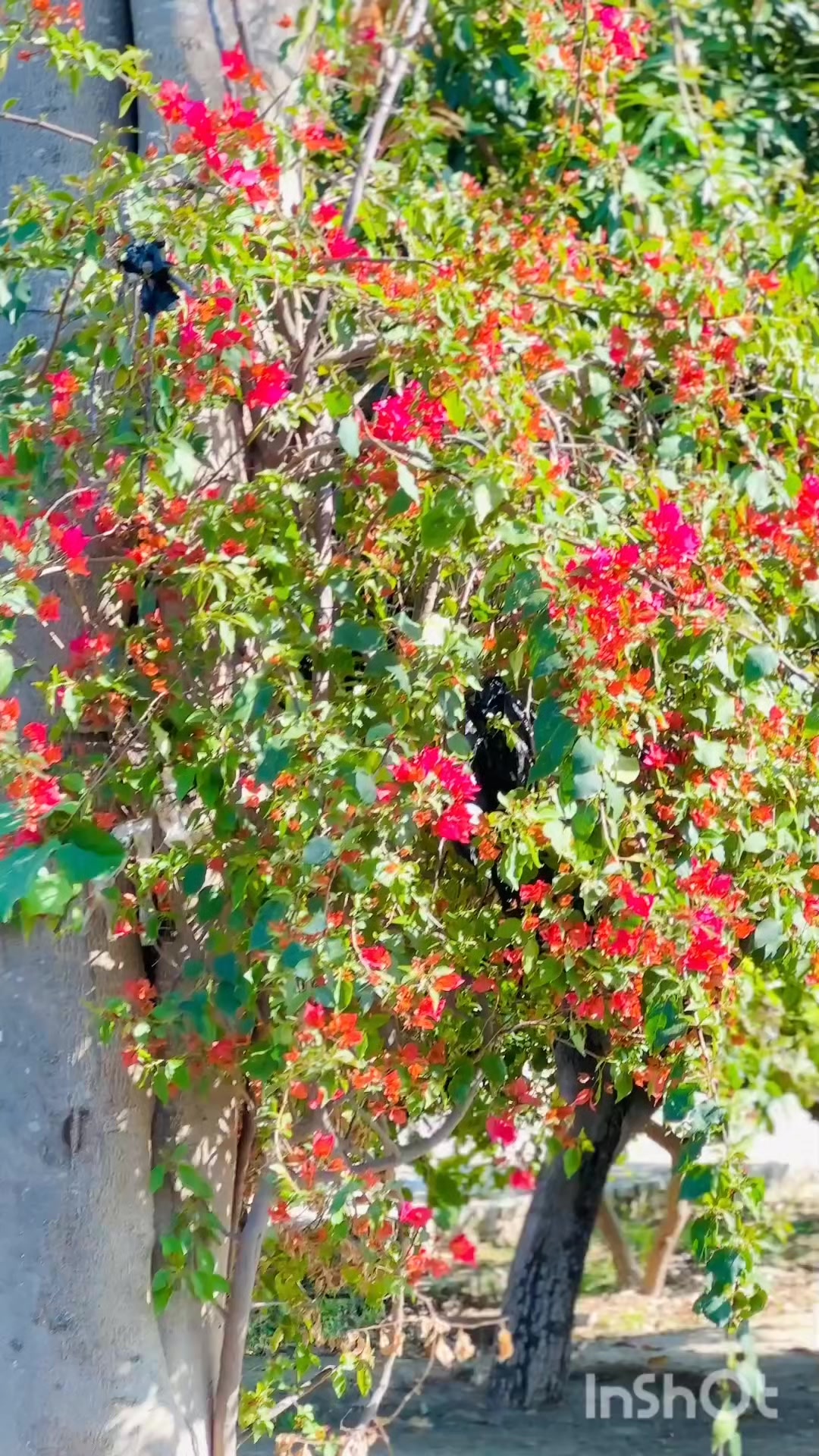 @𓃬𝐑𝐚𝐣𝐚 ᥫ᭡፝֟፝ اٹک الا 888