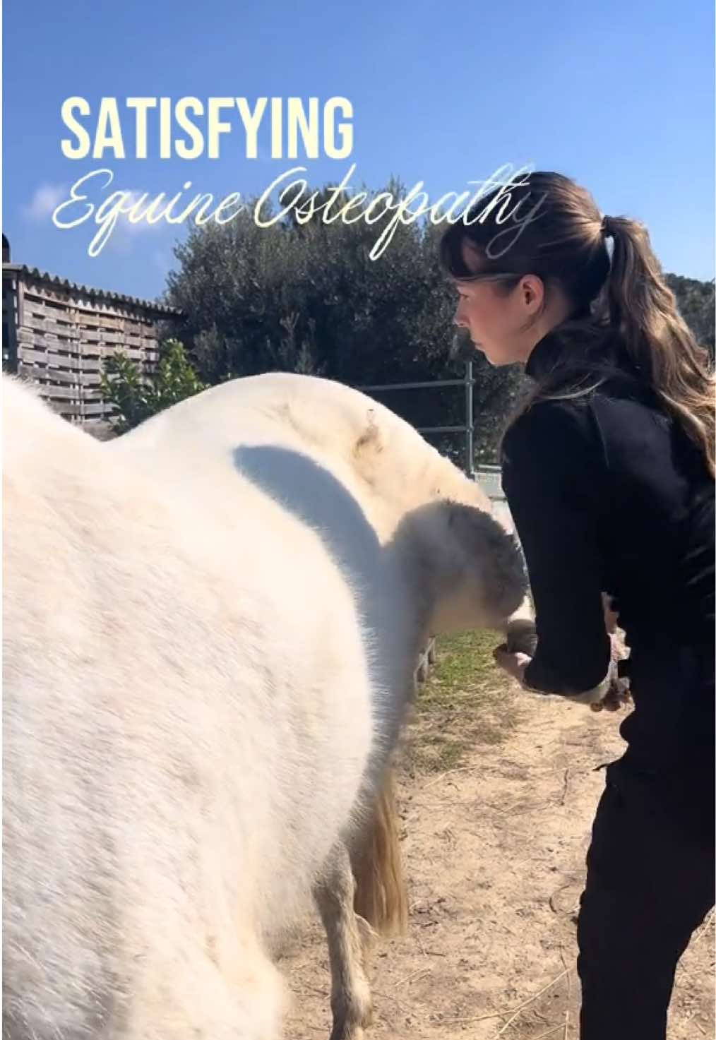 @Animae Ostéo