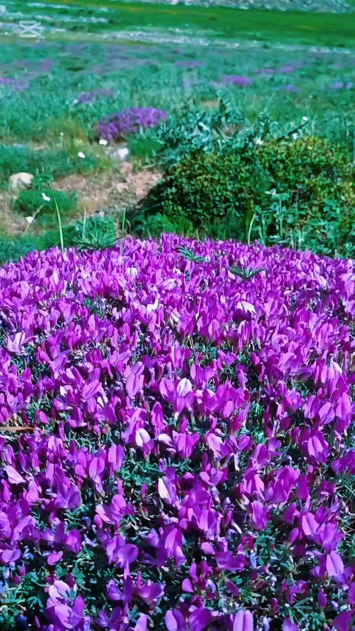 @DAĞCI.46