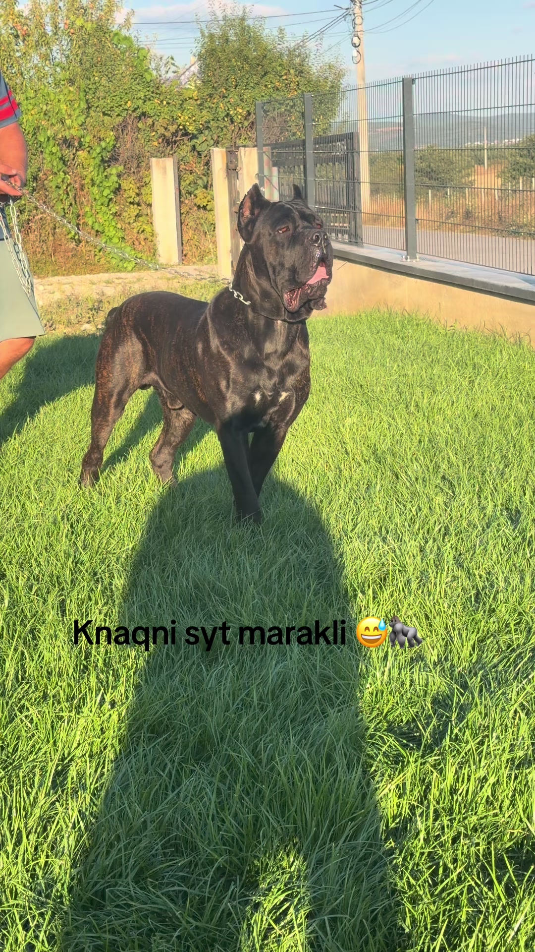 @AlbaniaCaneCorso Kennel