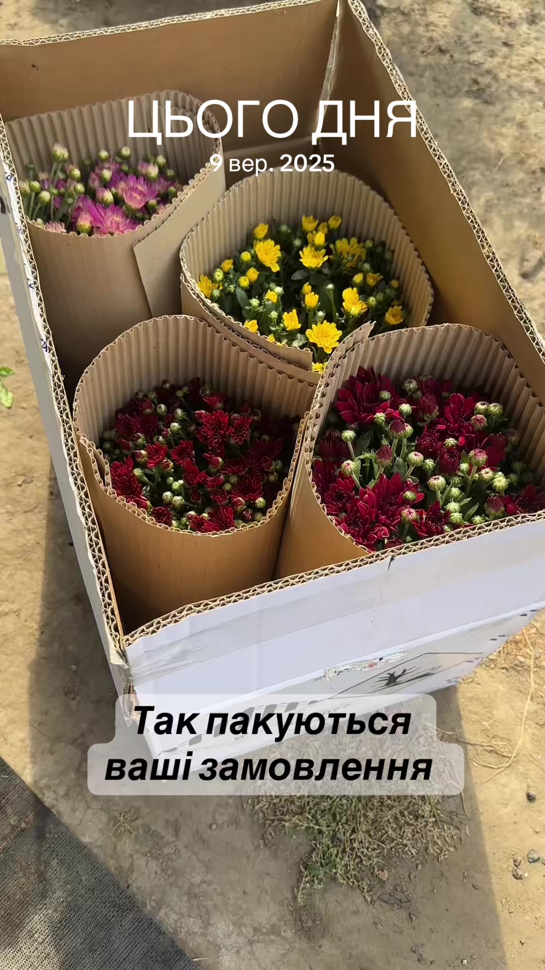 @Хризантема мультифлора