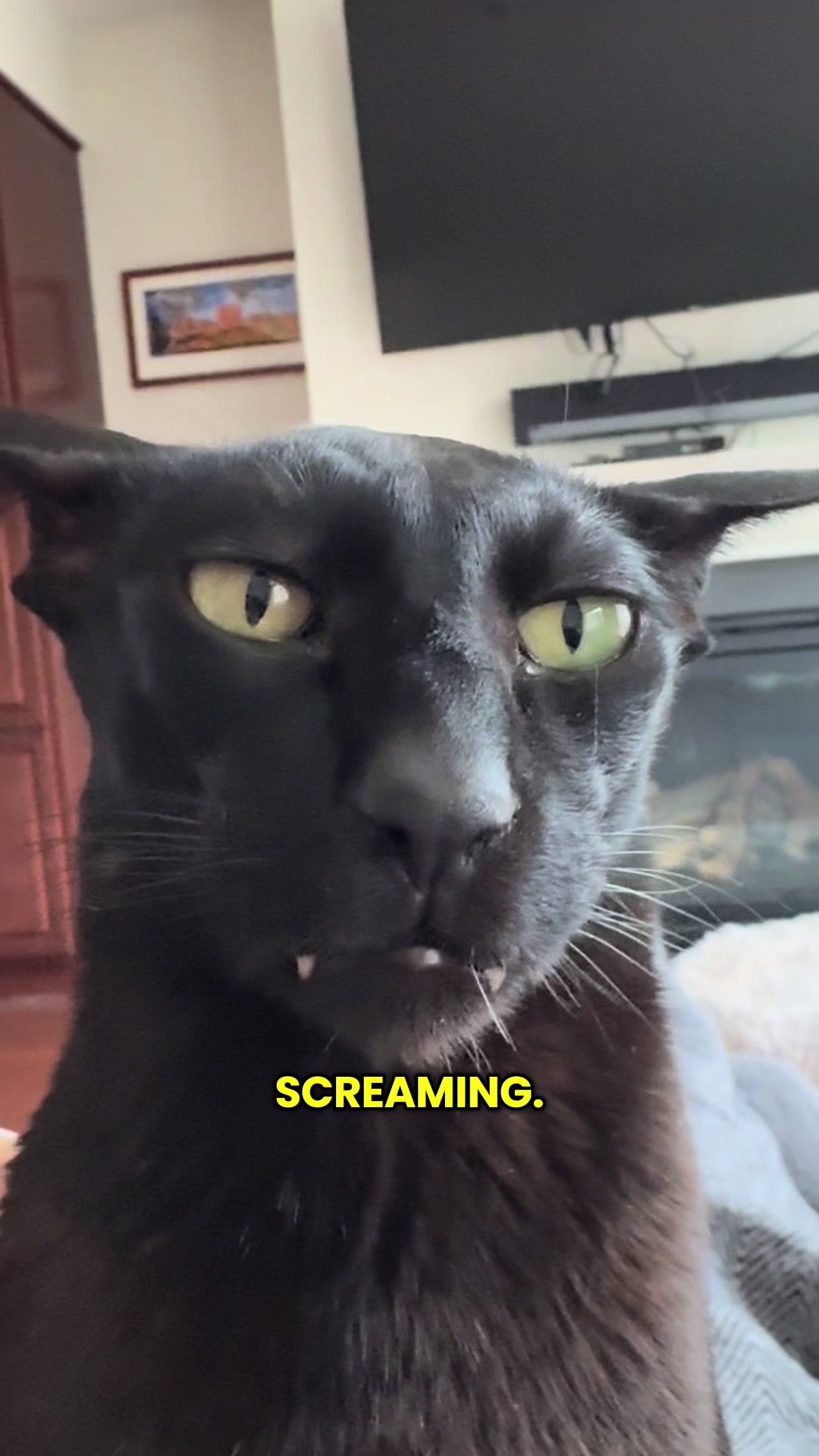 @hobbikats