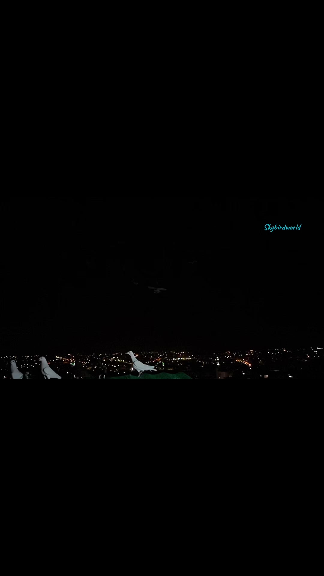 @Skybirdworld