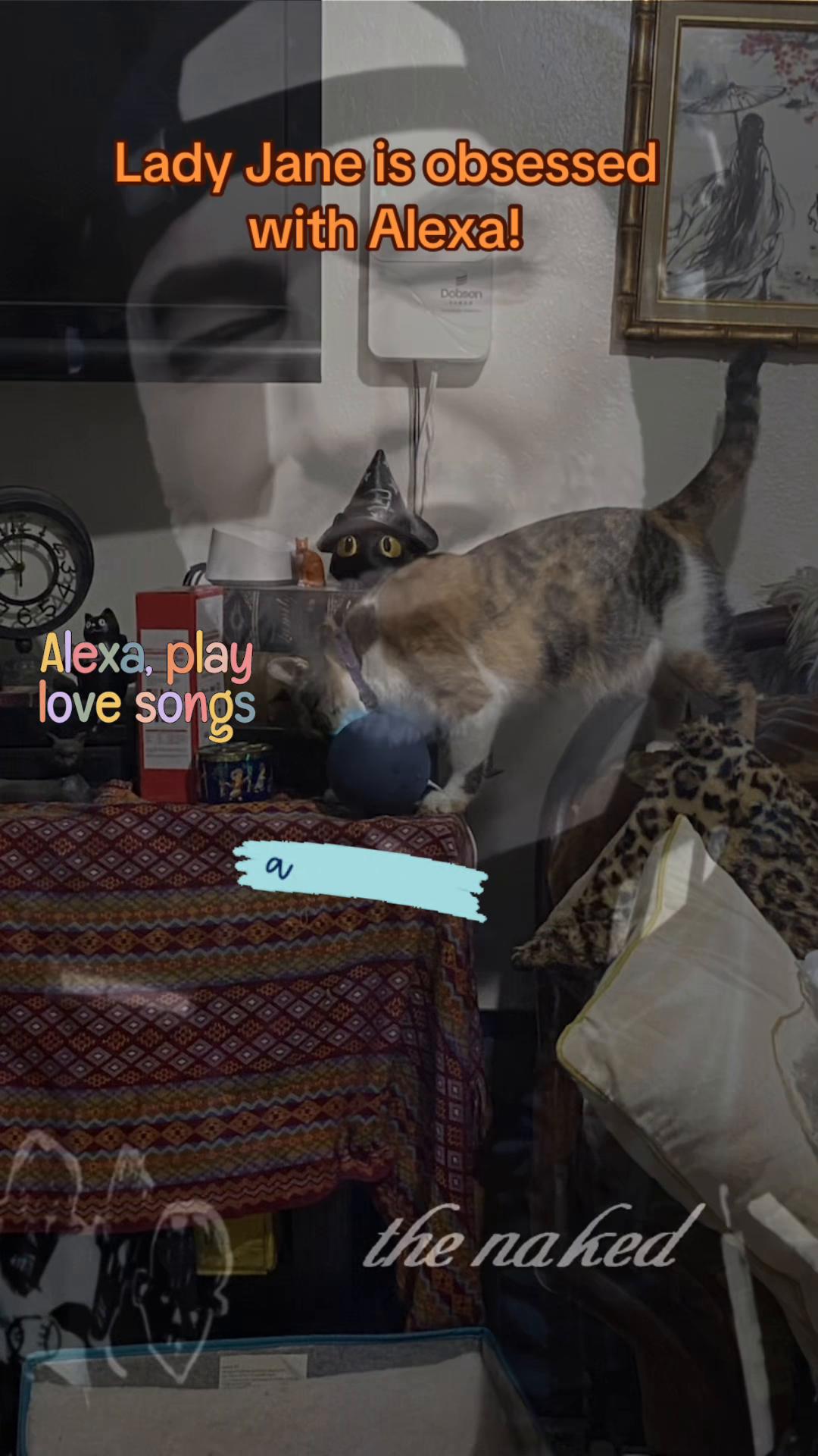 @🐈⬛🐈Shelby🐈