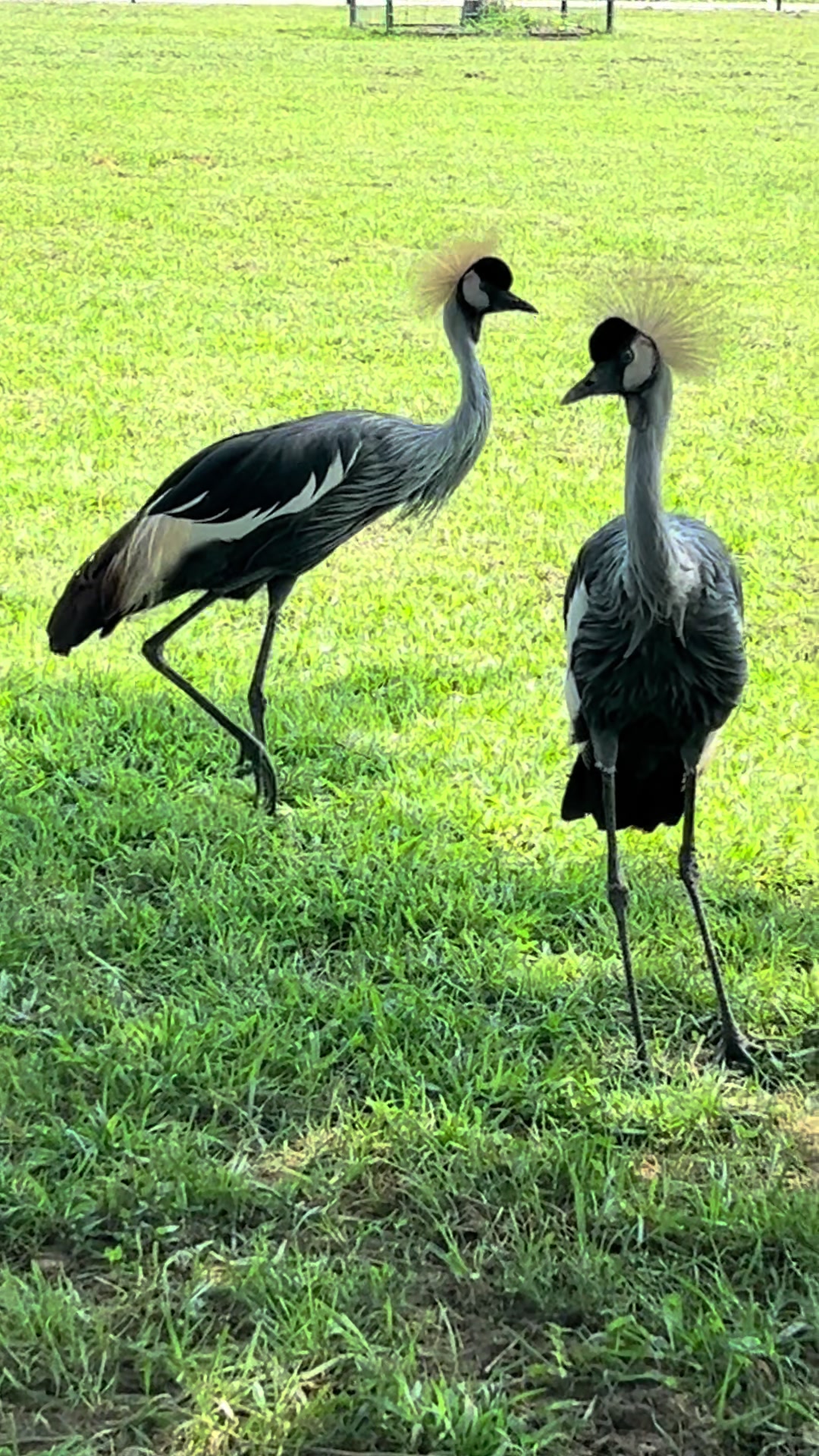 @southlandsafari