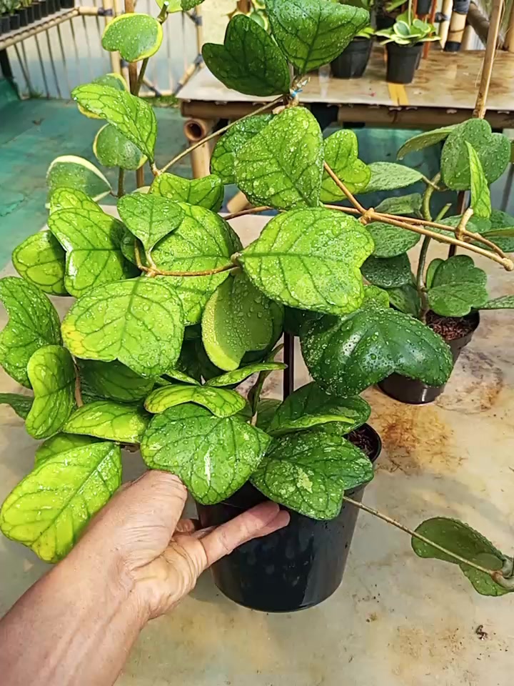@clara flora.ind