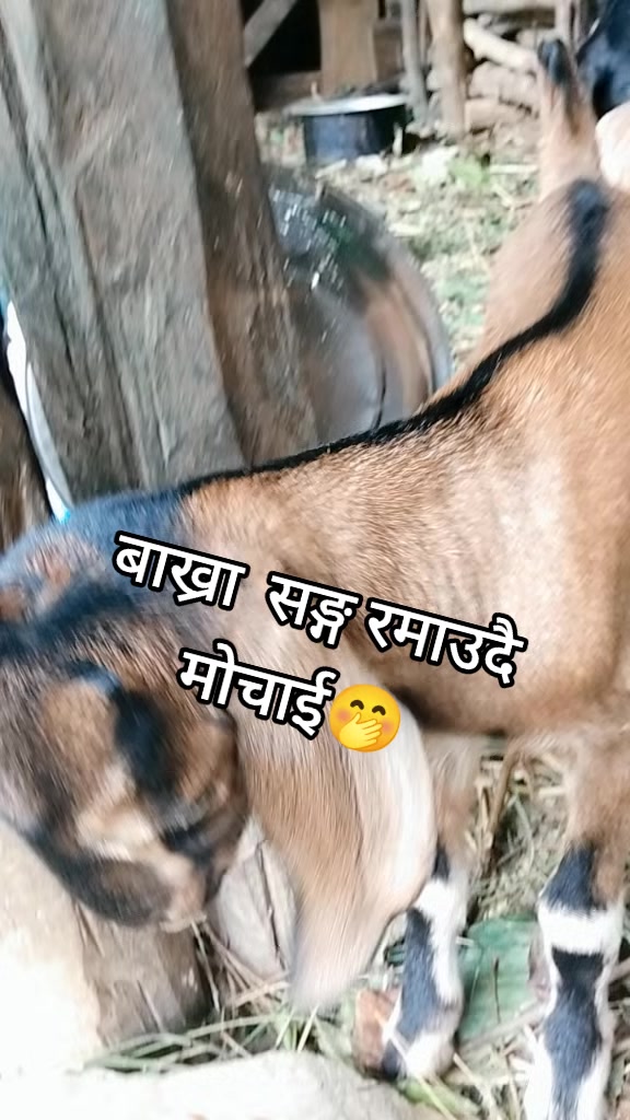 @Tulsi Xettri
