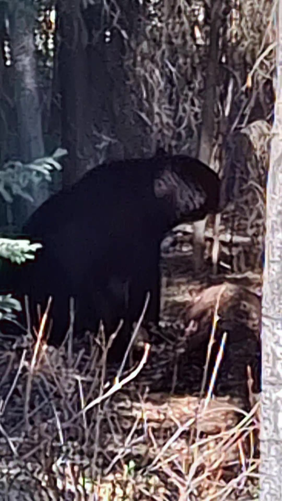 @ddwildhunts