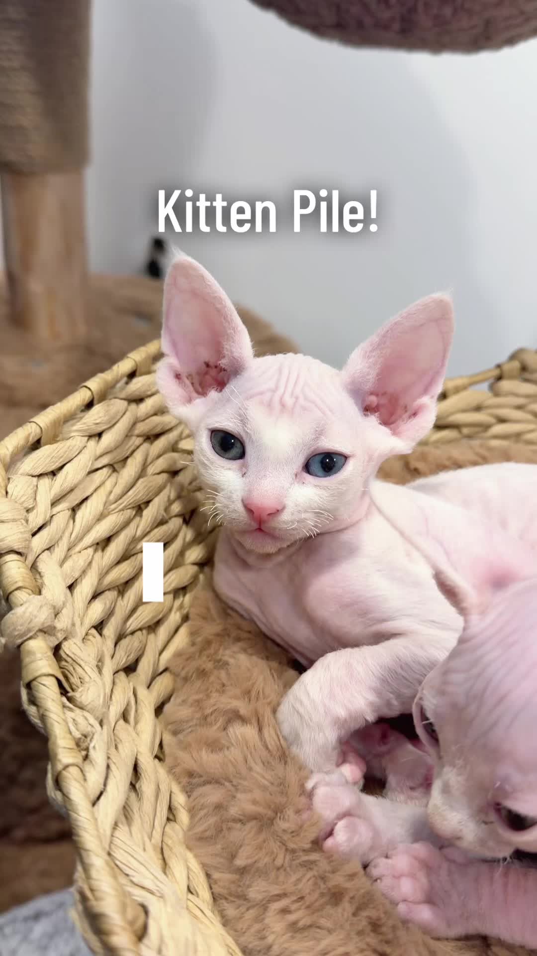 @Boba&rsquo;s Buds Minskin Cats