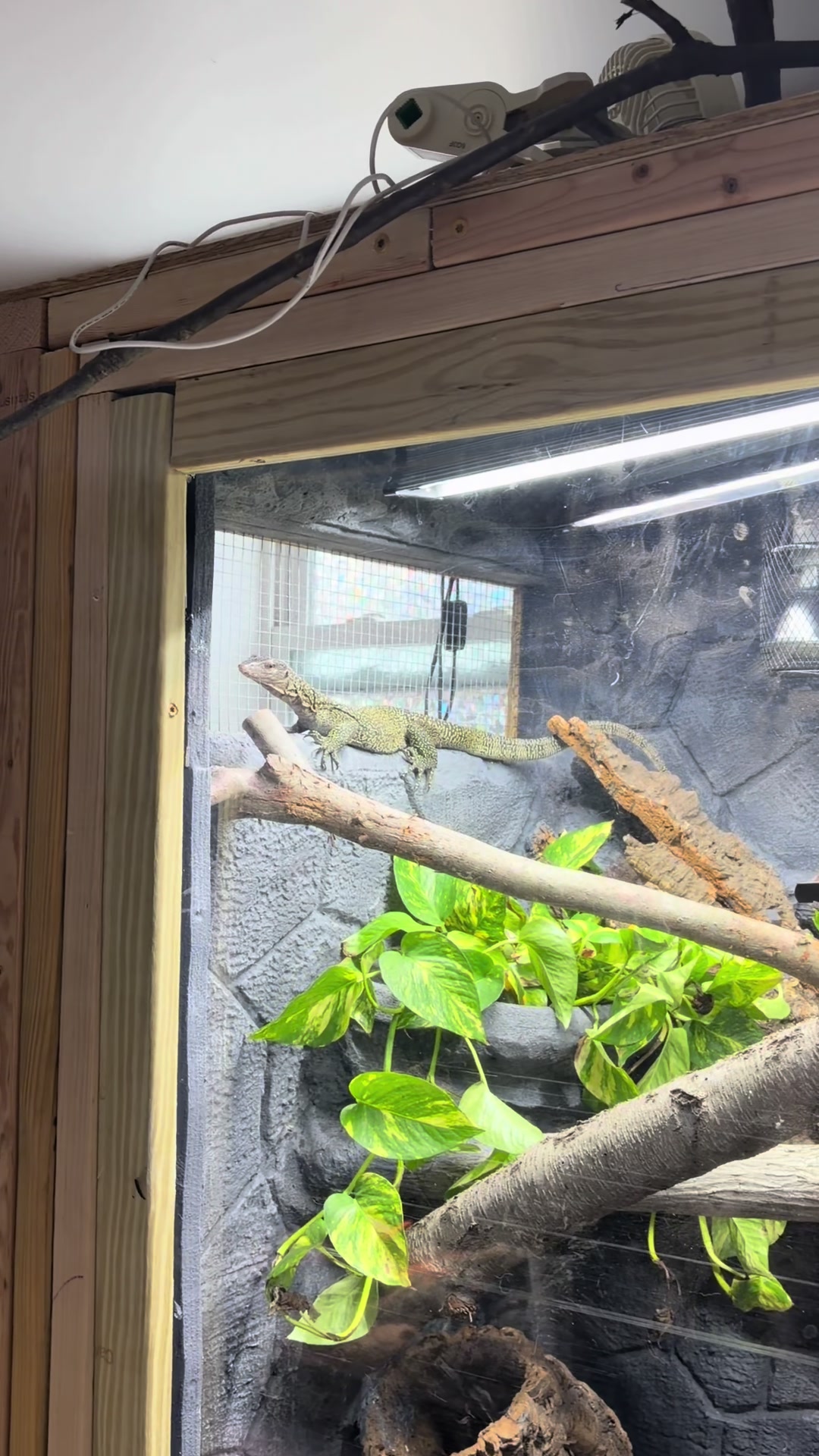 @layla🦎🍃