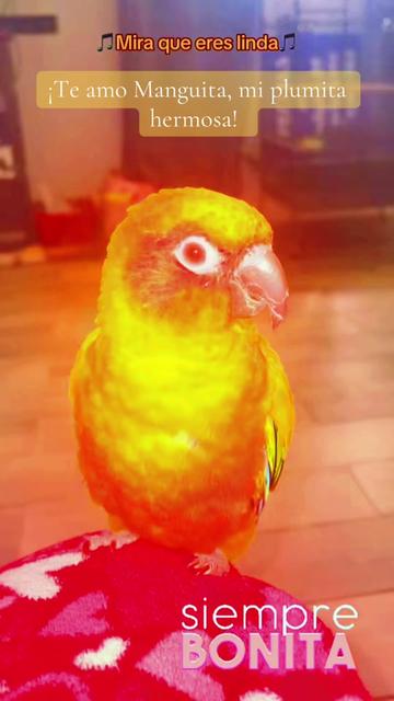 @Mango 🦜La cotorra solar