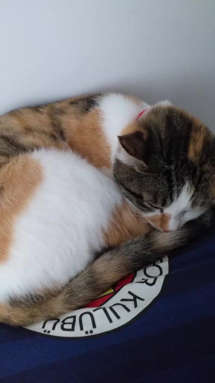 @😺Şila😻Şima😺