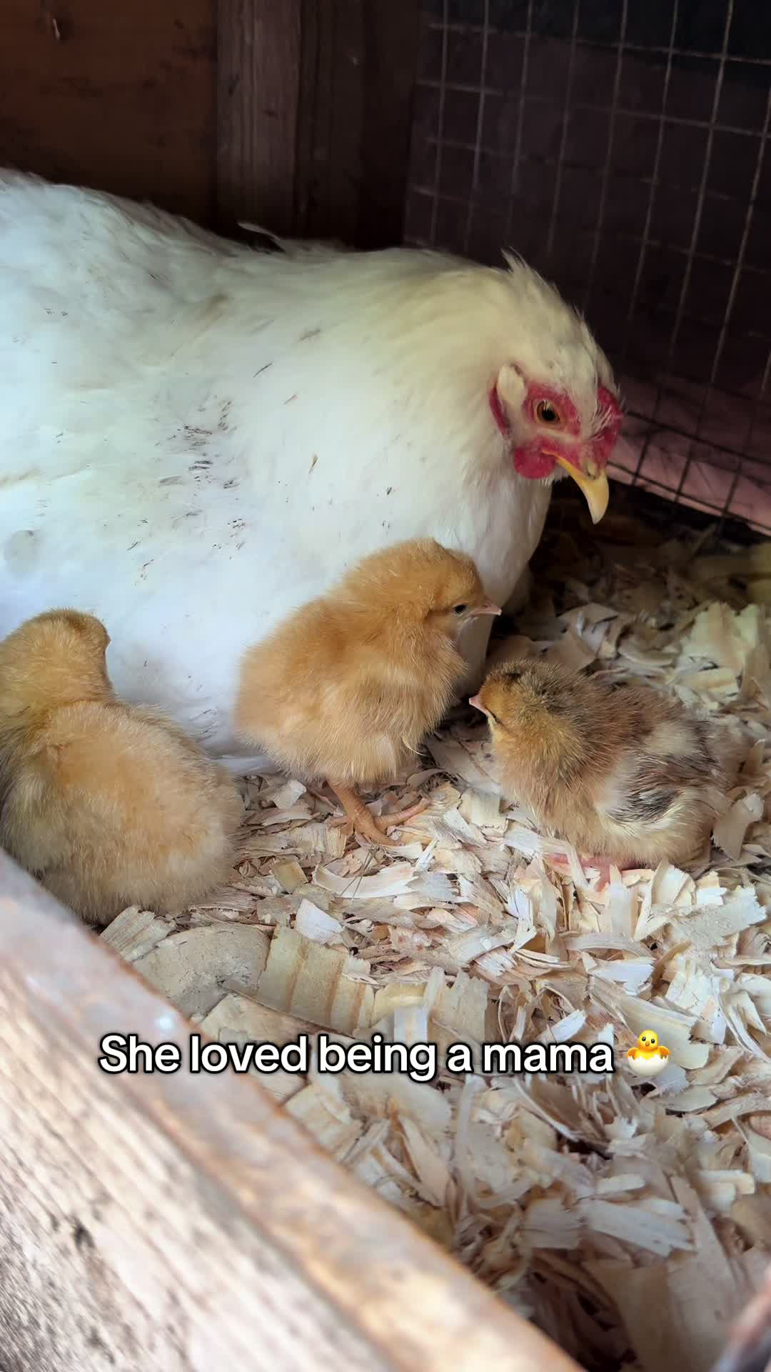 @mylovelychicken