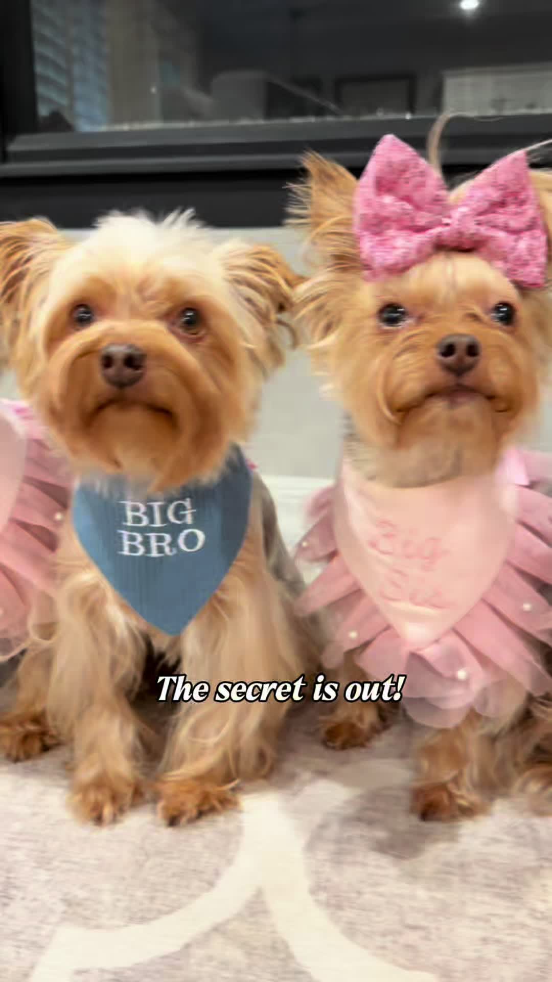 @The Utah Yorkies