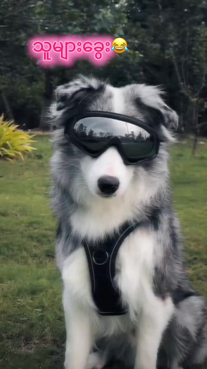 @招财🐶