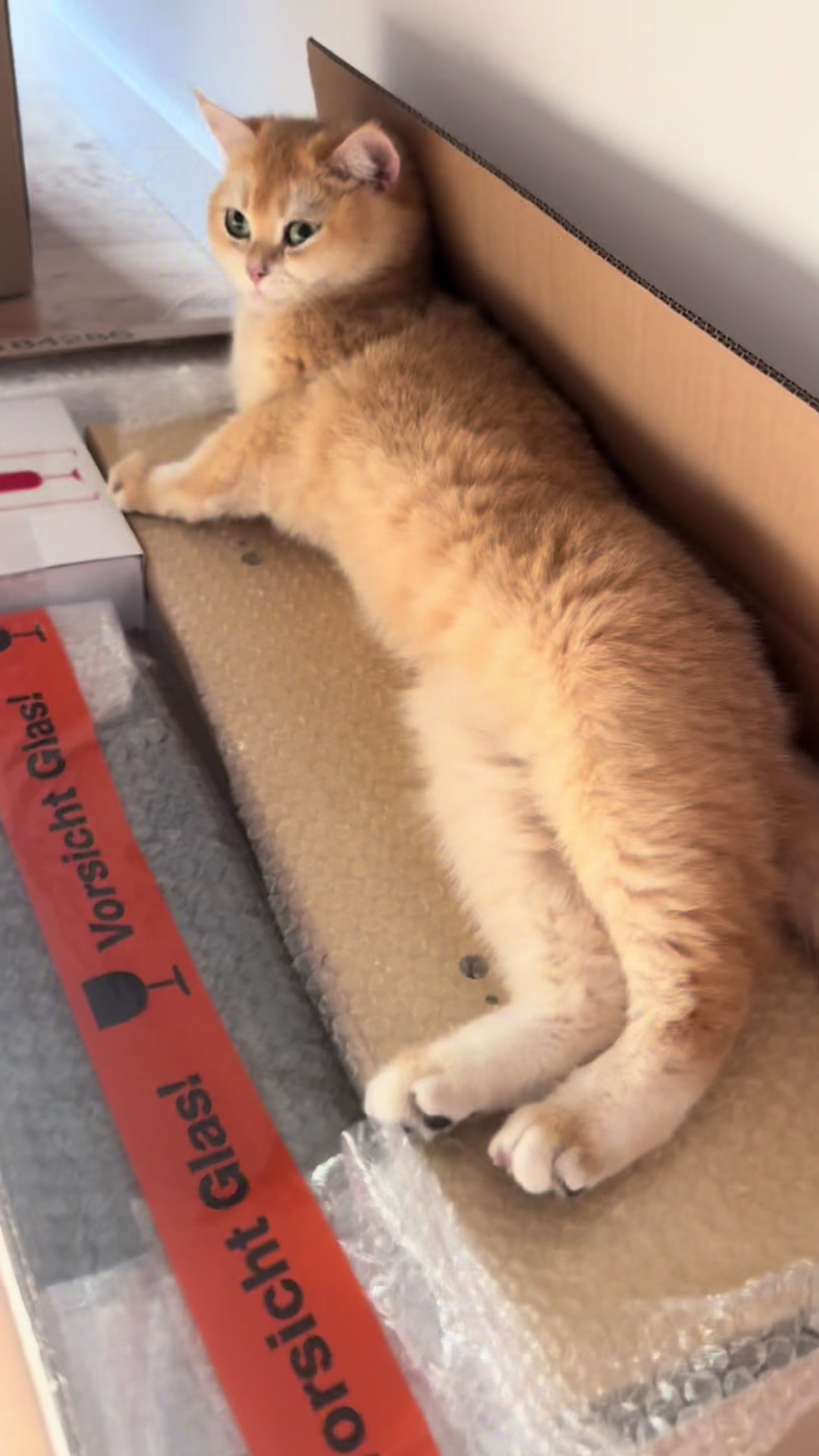 @Sammie_the_Cat