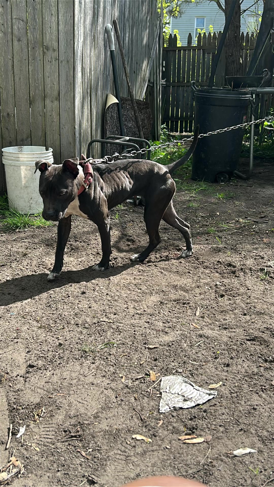 @themreal_hounds