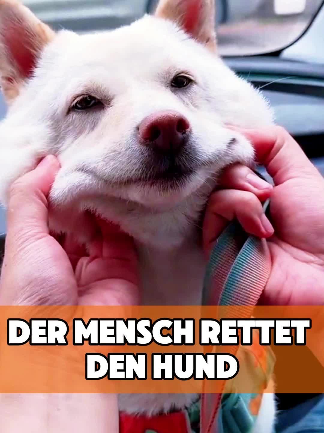 @toto_tier