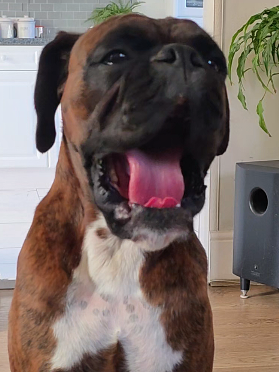 @Clive The Boxer Dog